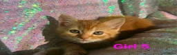 Persian cats for sale: Persian mix kittens  - Advert 6