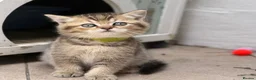 British Shorthair cats for sale: Pedigree British Shorthair  - Advert 12