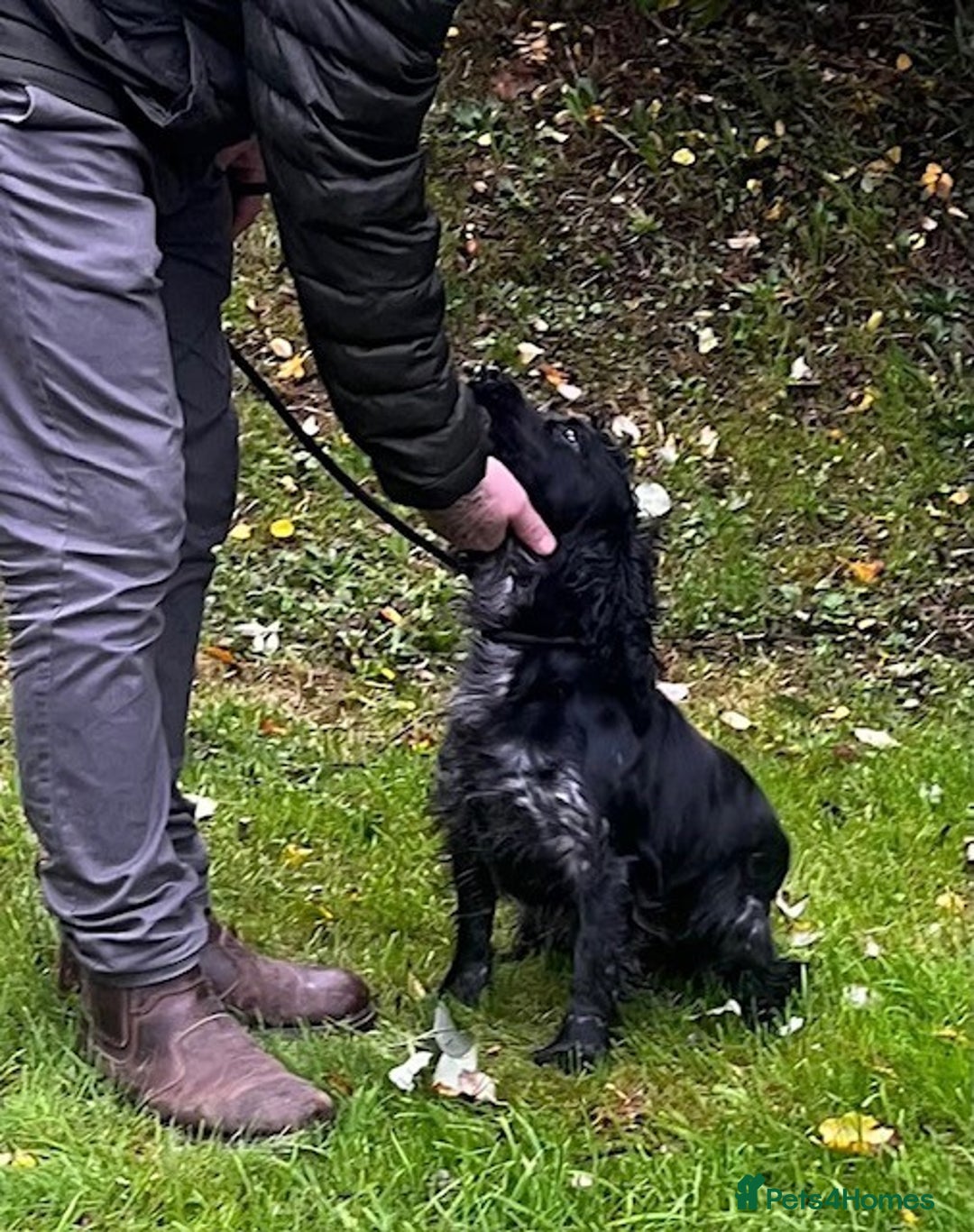 Cocker Spaniel dogs for sale: Cocker spaniel girl - Image 6