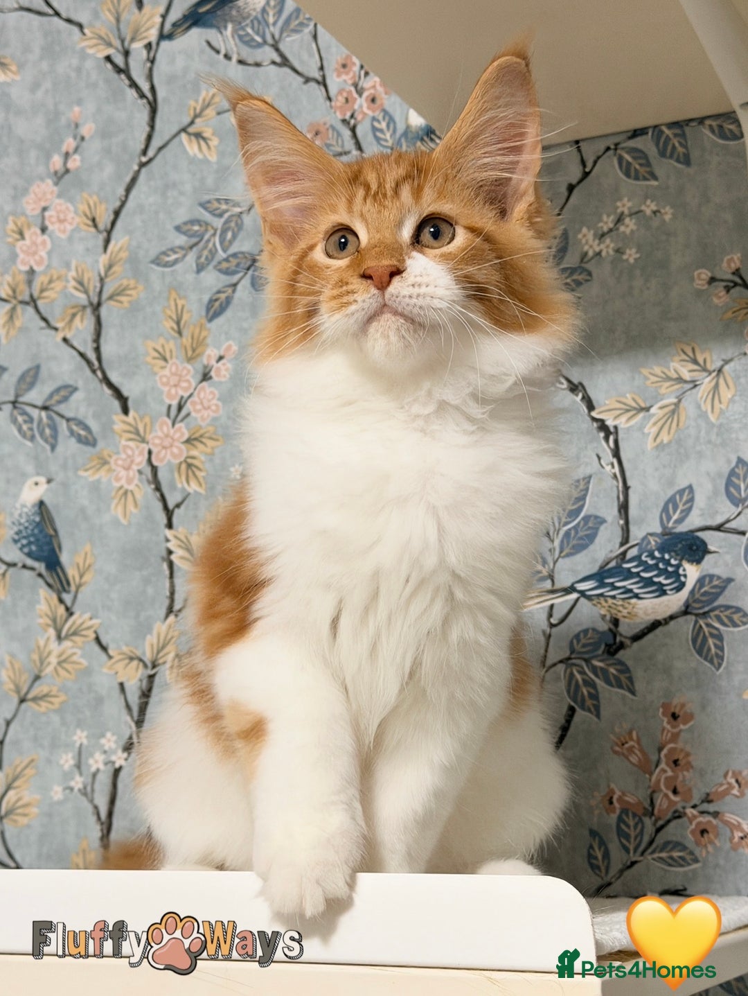 Maine Coon cats for sale: 🐾🦁 *TICA REG* GINGER MAINE COON KITTENS🦁🐾 - Image 4