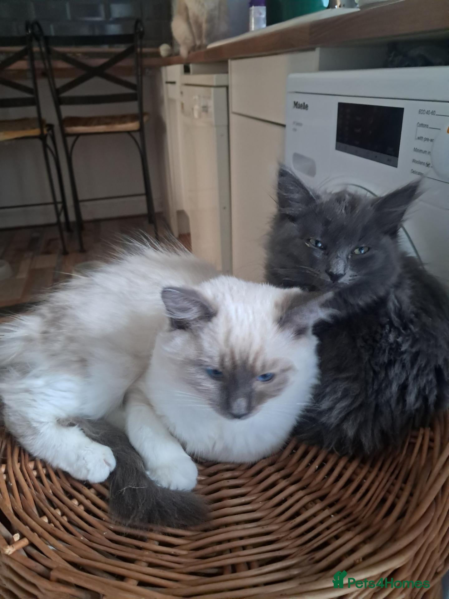 Maine Coon cats Maine coon cross ragdoll kittens - Advert 15