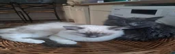 Maine Coon cats for sale: Maine coon cross ragdoll kittens - Advert 1