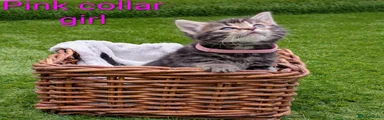Mixed Breed Kitten 6