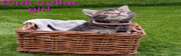 Mixed Breed cats for sale: 🐾 Rare Fluffy Maine Coon Type Kittens ⭐ in Waltham Cross - Advert 10