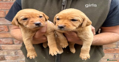Labrador Retriever dogs - Advert 3