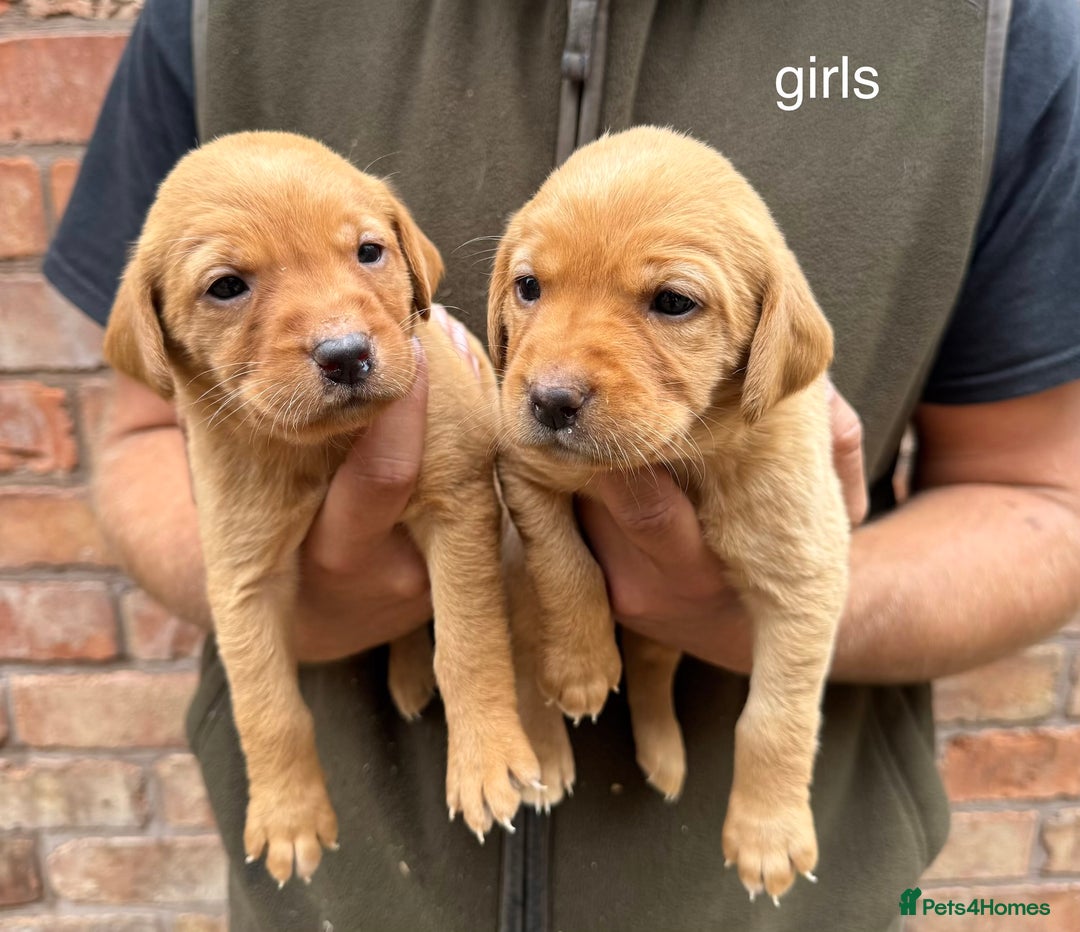 Labrador Retriever dogs for sale: KC Registered Labrador Puppies - Image 2