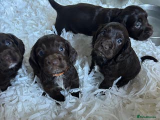 Cocker Spaniel dogs 3 left - Kc reg cocker spaniels - Advert 6