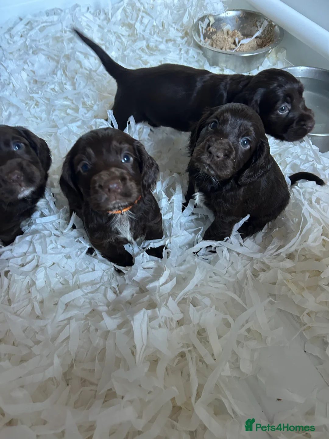 Cocker Spaniel dogs for sale: 1 boy left  - Kc reg cocker spaniels  - Advert 1