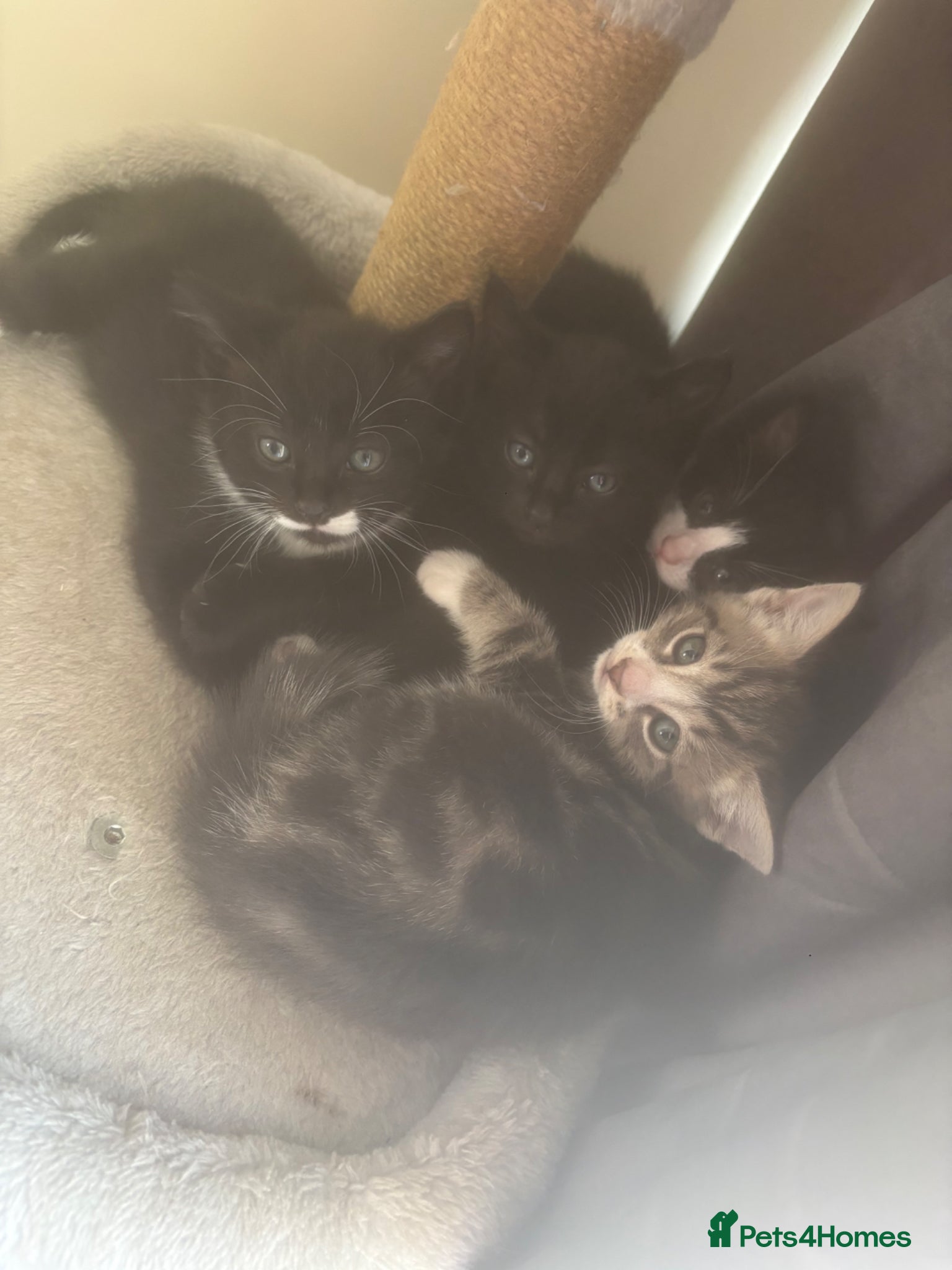 Mixed Breed cats Kittens for sale  - Advert 1