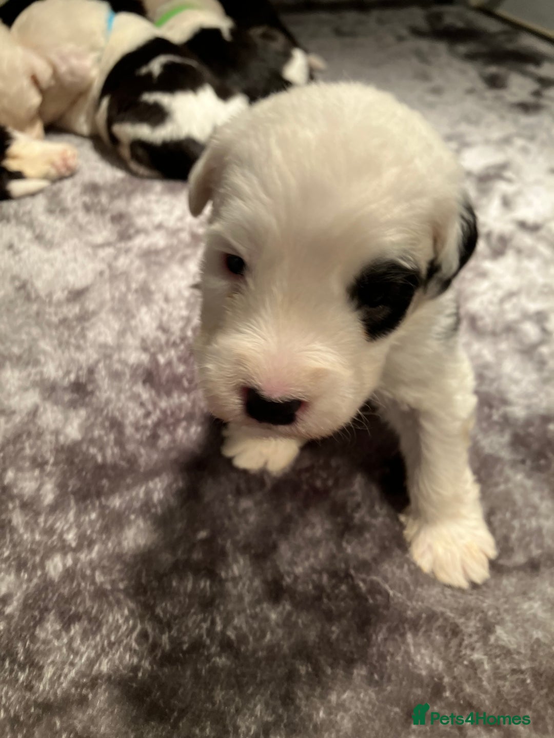 Old English Sheepdog dogs for sale: HEALTH TESTED OLD ENGLISH SHEEPDOG PUPPIES  - Advert 4