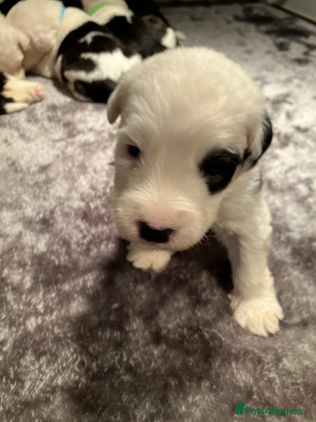 Old English Sheepdog dogs for sale: HEALTH TESTED OLD ENGLISH SHEEPDOG PUPPIES  - Advert 10