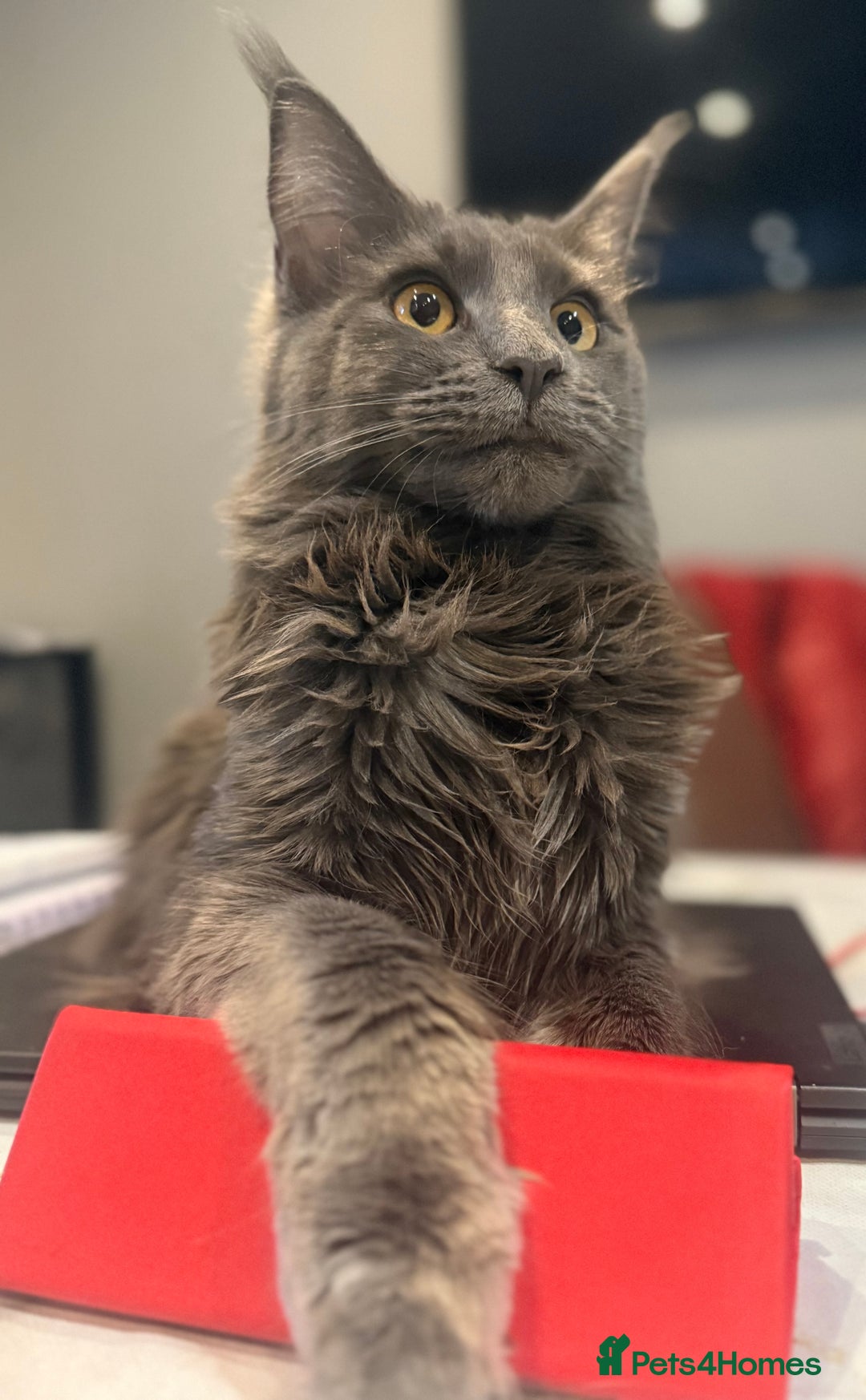Maine Coon cats for sale: Adorable Blue Maine coon kittens - Image 13