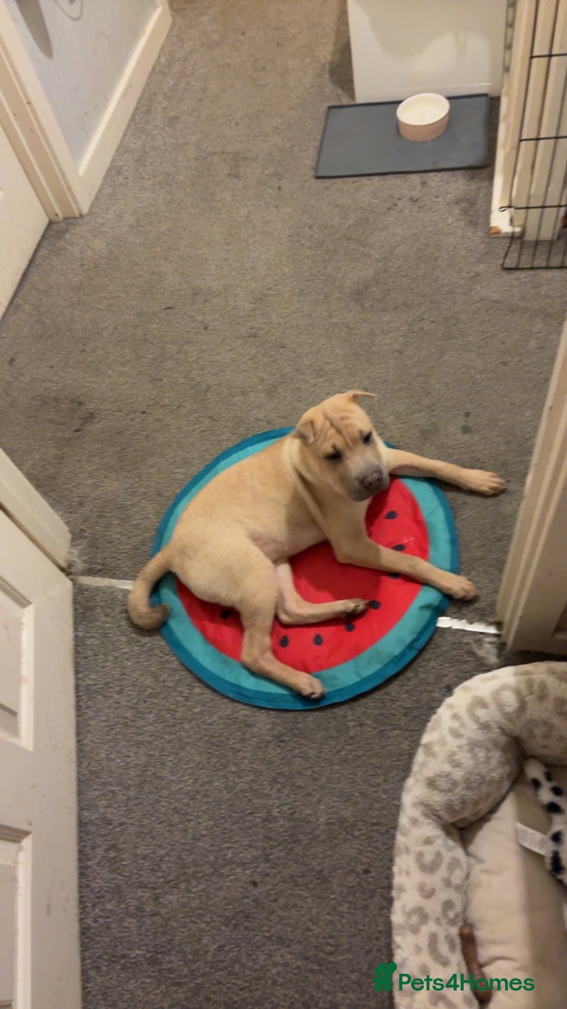 Mixed Breed dogs Shar pei for sale - Advert 1