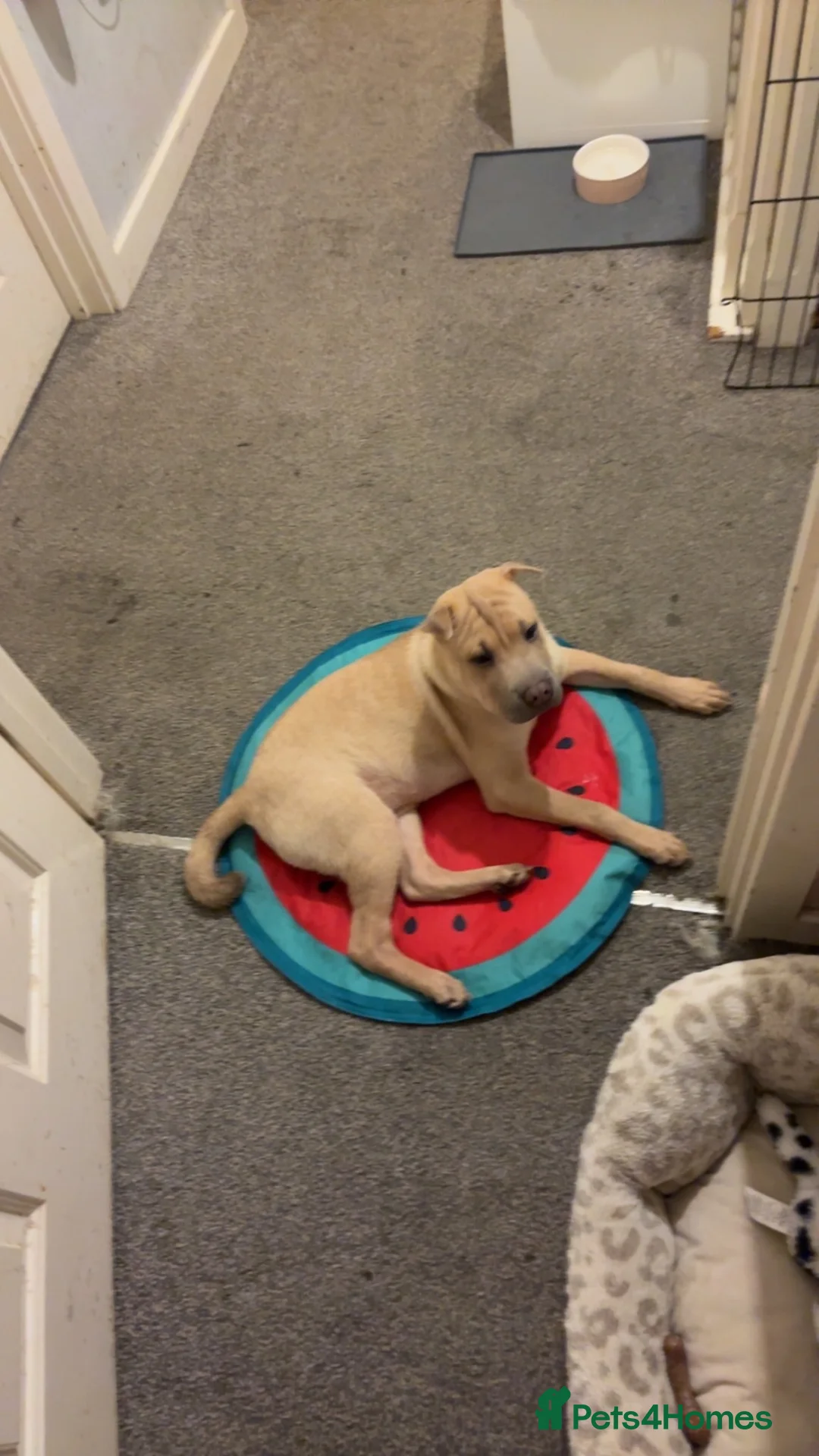 Mixed Breed dogs for sale: Shar pei for sale in Bristol - Advert 1
