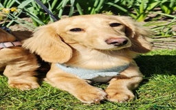 Miniature Dachshund dogs for stud: Beautiful KC Mini Long.H Full Eng. Cream Stud 🤍🐾 - Image 4