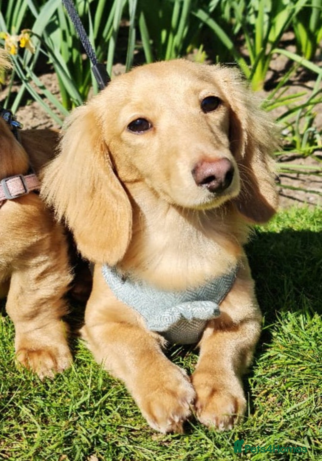Miniature Dachshund dogs for stud: Beautiful KC Mini Long.H Full Eng. Cream Stud 🤍🐾 - Image 4