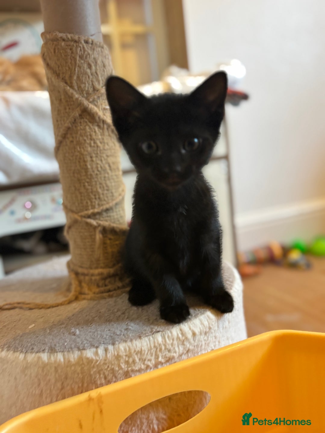 Mixed Breed cats for sale: Two beautiful litters 2 days apart  - Image 3