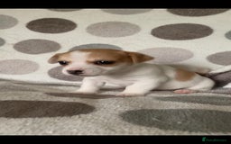 Jack Russell dogs for sale: Exceptional litter of miniature Jack RussellS - Image 4