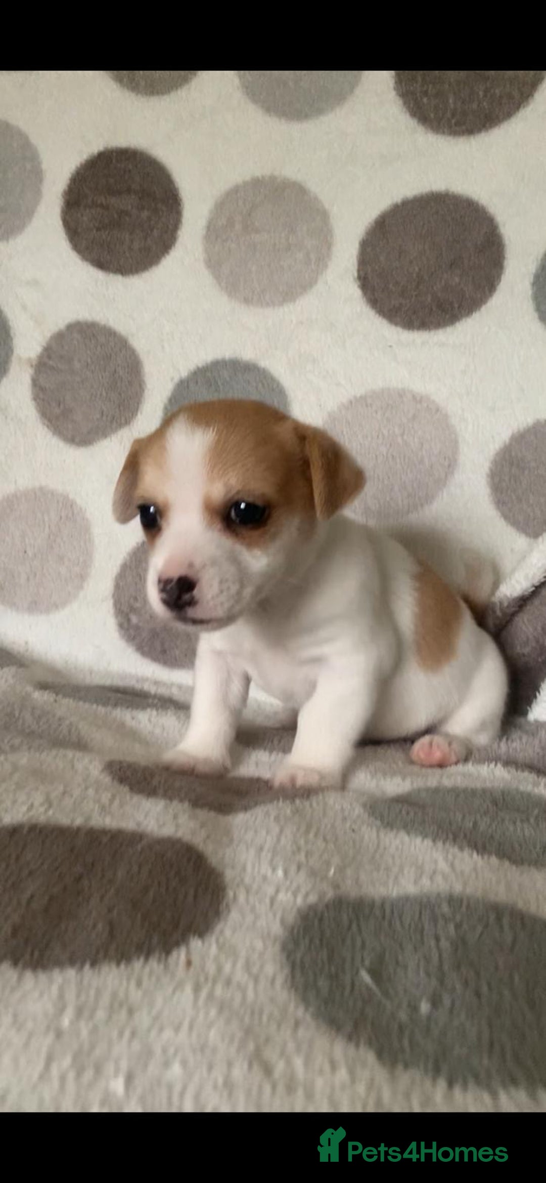 Jack Russell dogs for sale: Exceptional litter of miniature Jack RussellS - Image 4