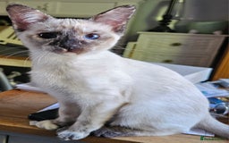 Siamese cats for sale: Siamese X Sphynx kittens - Image 25