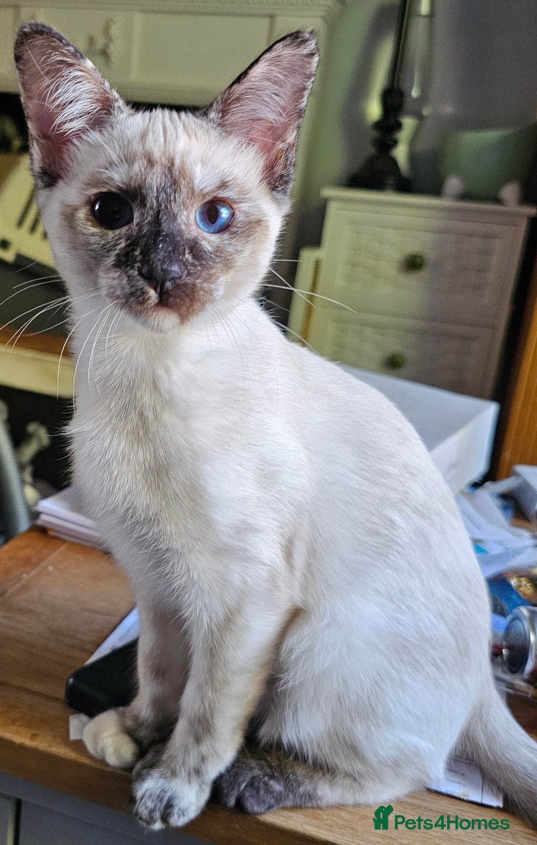 Siamese cats for sale: Siamese X Sphynx kittens - Image 25