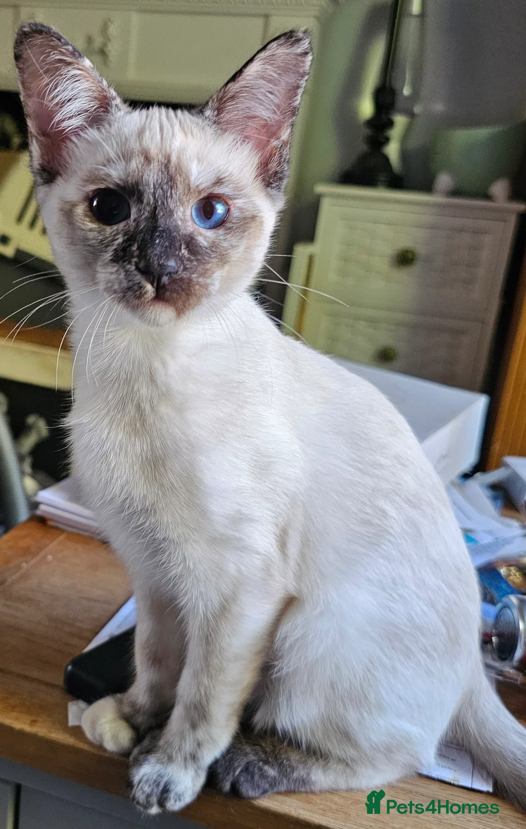 Siamese cats for sale: Siamese X Sphynx kittens - Advert 14