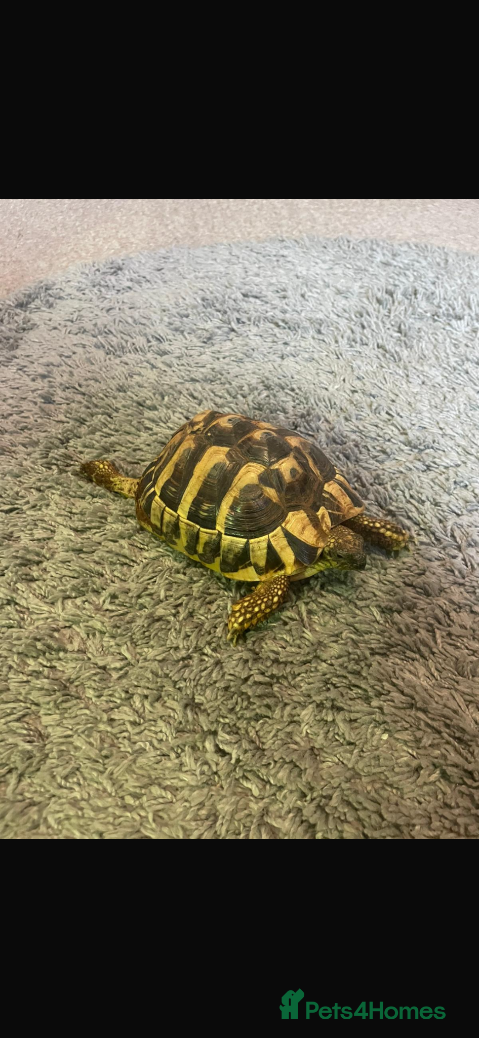 Tortoise reptiles Chunky healthy herman tortoise  - Advert 2