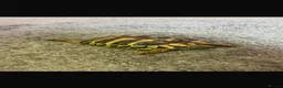 Tortoise reptiles for sale: Chunky healthy herman tortoise  - Advert 1