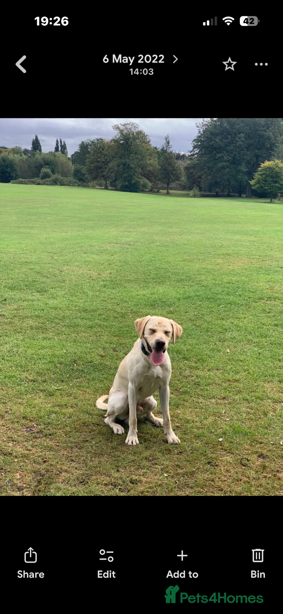 Labrador Retriever dogs for stud: Labrador retriever for stud  in Liverpool - Advert 2
