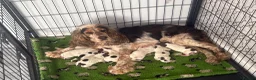 Cocker Spaniel dogs for sale: Beautiful show cocker puppies  - Advert 5