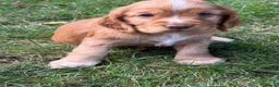 Cocker Spaniel dogs for sale: KC Reg Cocker Spaniel Pups Full DNA 5⭐️ Licensed  - Advert 9