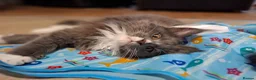 Maine Coon cats for sale: Pure Maine Coon Kittens - Denis & Doris in Huddersfield - Advert 7