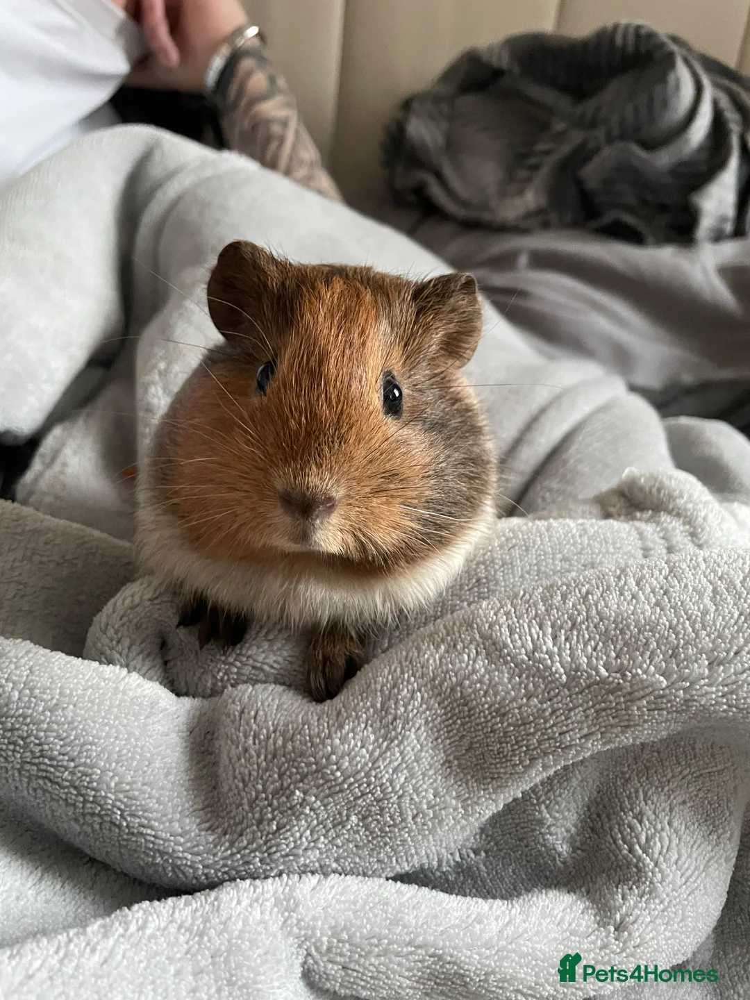 Guinea Pig rodents for sale: 2 guinea pigs to be rehomed to a good family in Blyth - Advert 6
