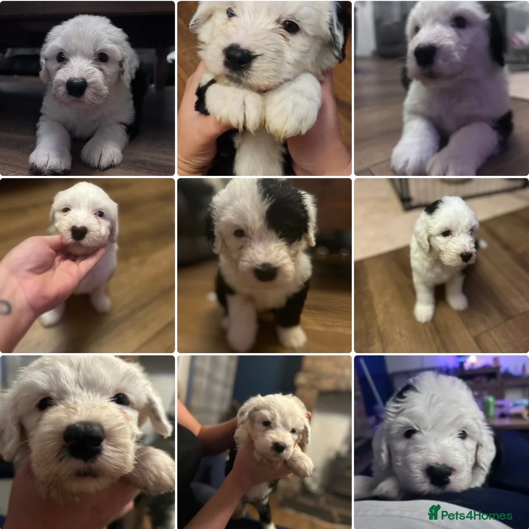 Old English Sheepdog dogs for sale: Old English sheepdog pups due September!  - Advert 11