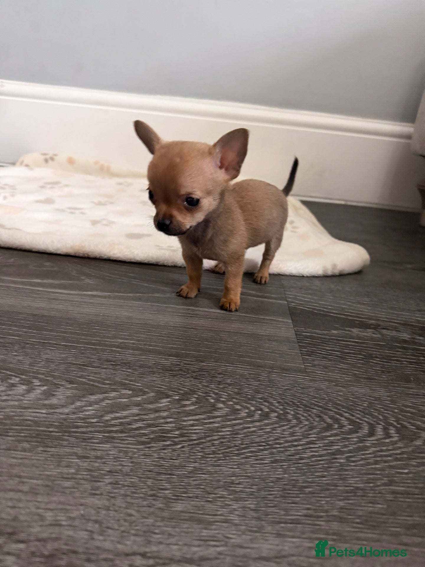 Pomchi dogs Pomchi  - Advert 7