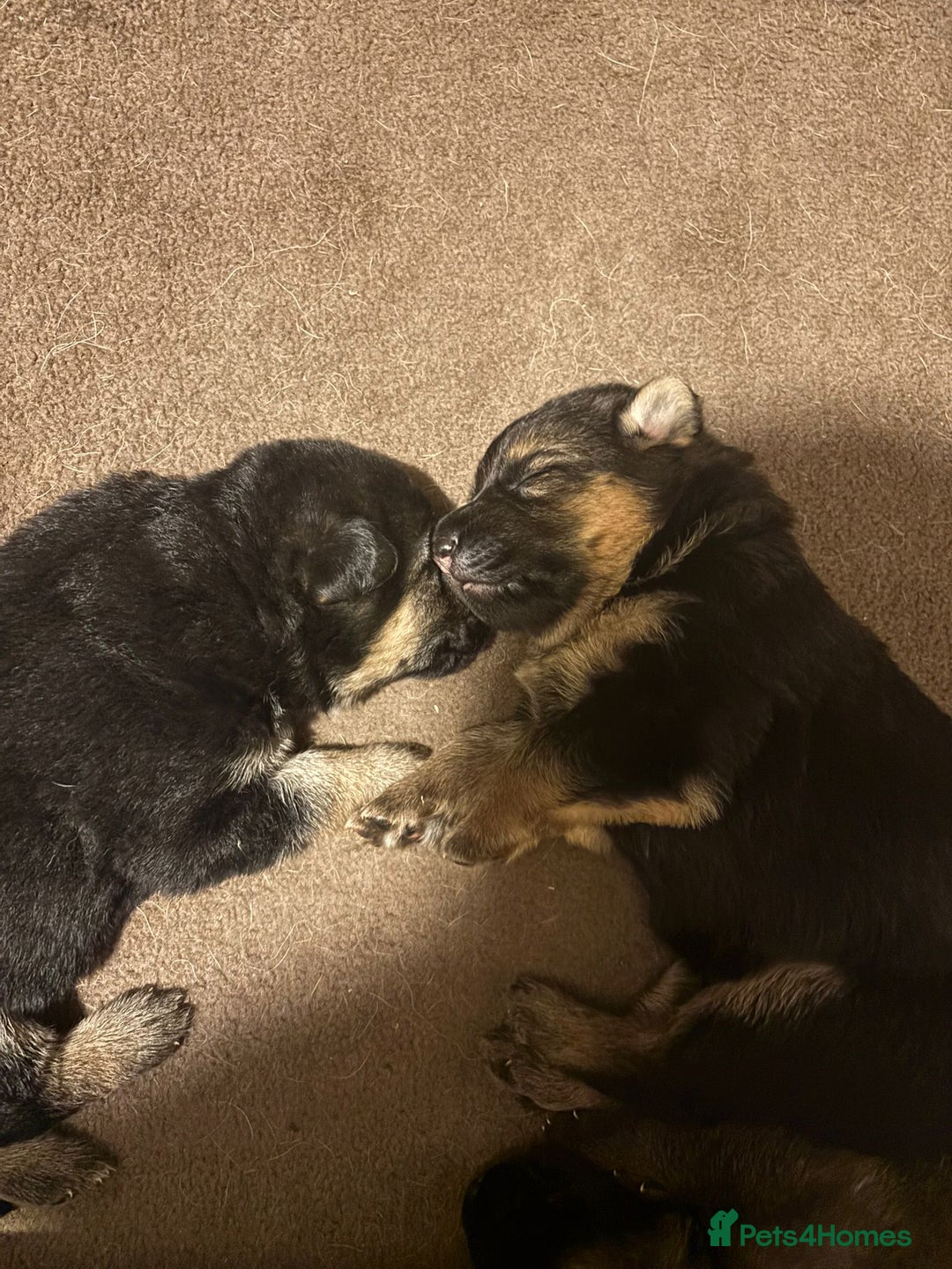 German Shepherd dogs for sale: German sheperd litter of 9 puppies  - Image 4