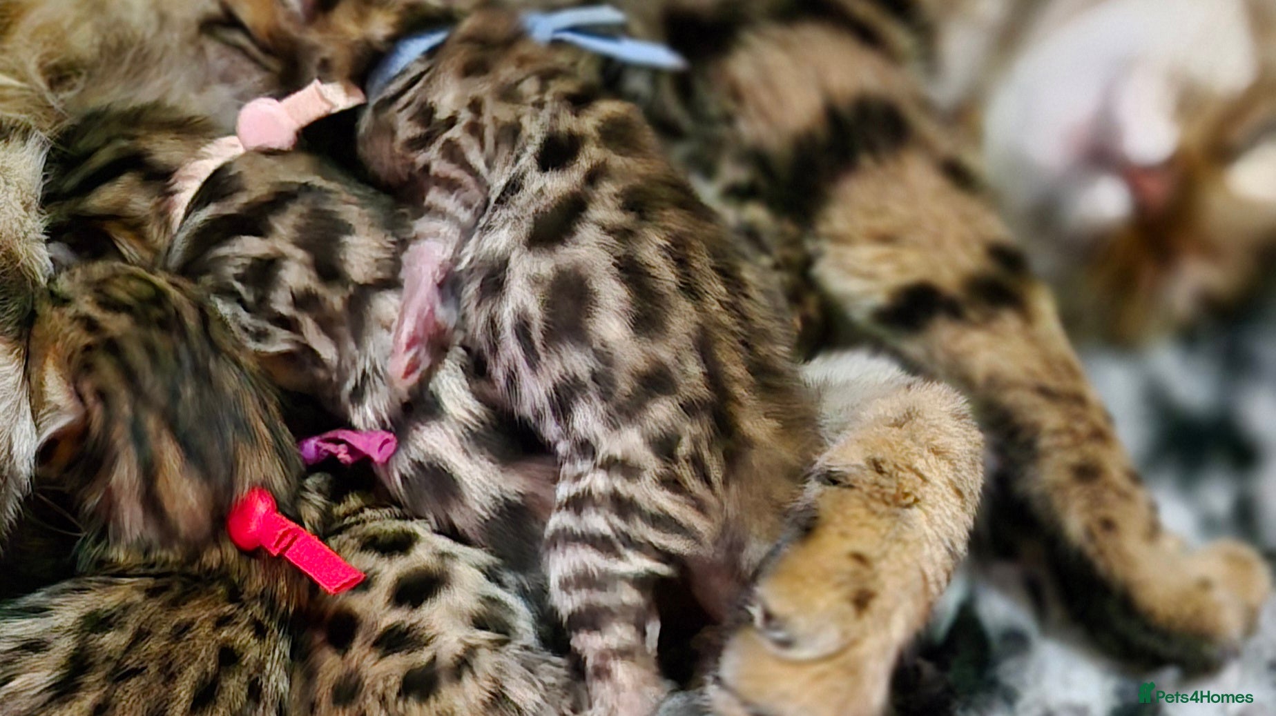 Bengal cats for sale: ✨️🐆STUNNING BROWN BENGALS. TICA REGISTERED ✨️🐆 - Advert 1