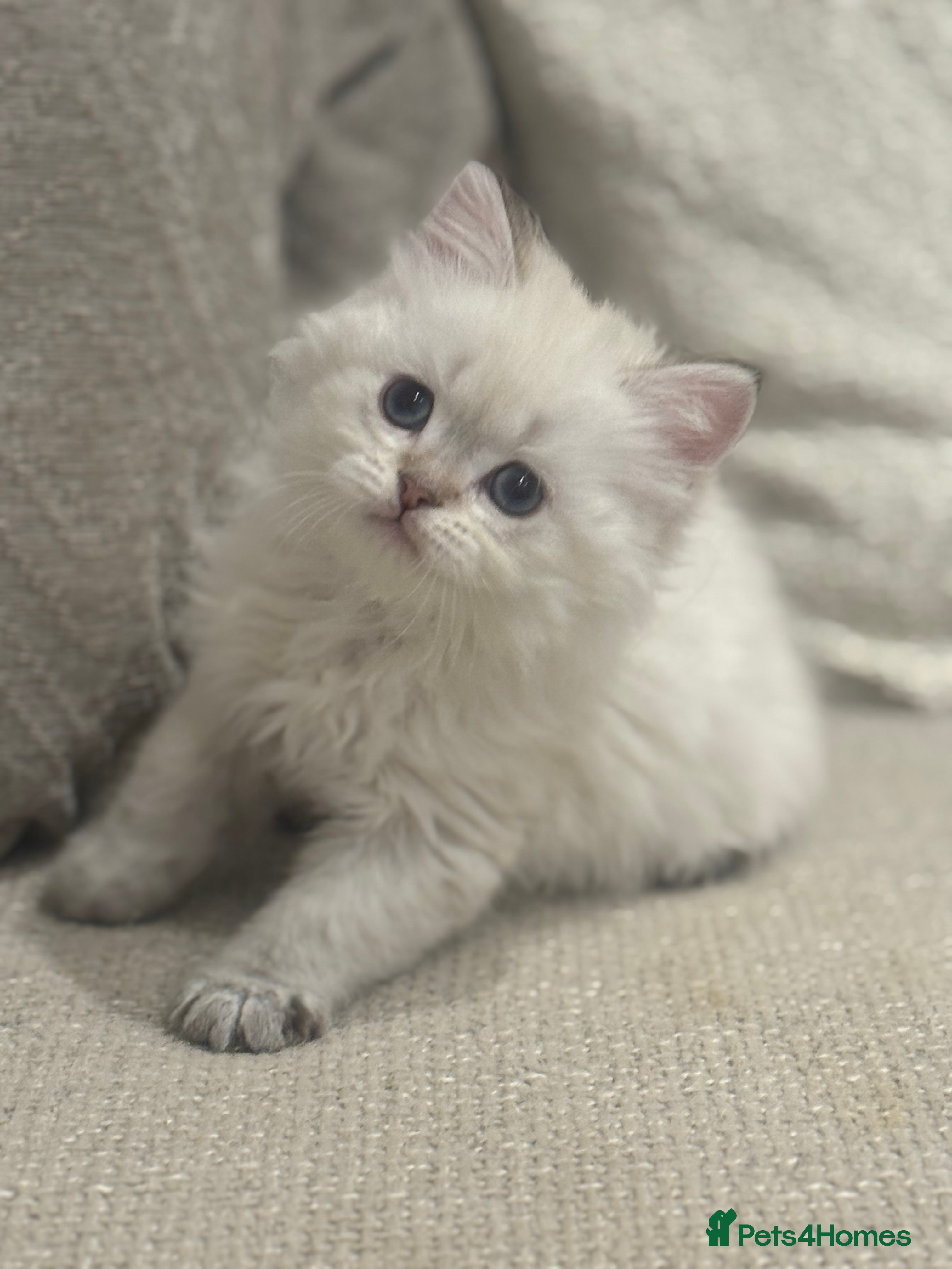 British Shorthair cats TICA Cream golden pointed British longhair  - Advert 17