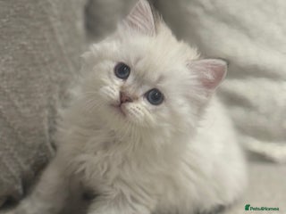 British Shorthair cats TICA Cream golden pointed British longhair - Advert 13