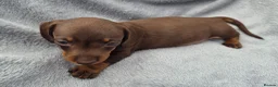 Miniature Dachshund dogs for sale: Gorgeous KC Reg, PRA Clear miniature dachshunds - Advert 8