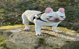 French Bulldog dogs for sale: White male French bulldog - Image 1