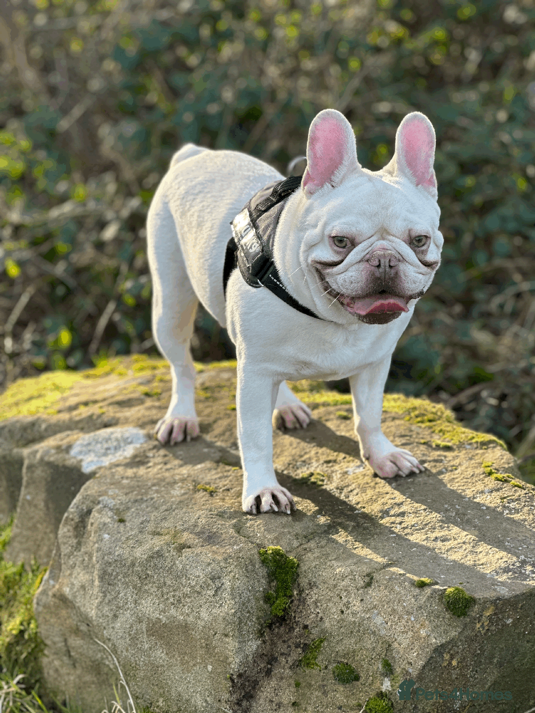 French Bulldog dogs for sale: White male French bulldog - Image 1
