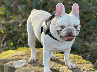 French Bulldog dogs - Advert 13