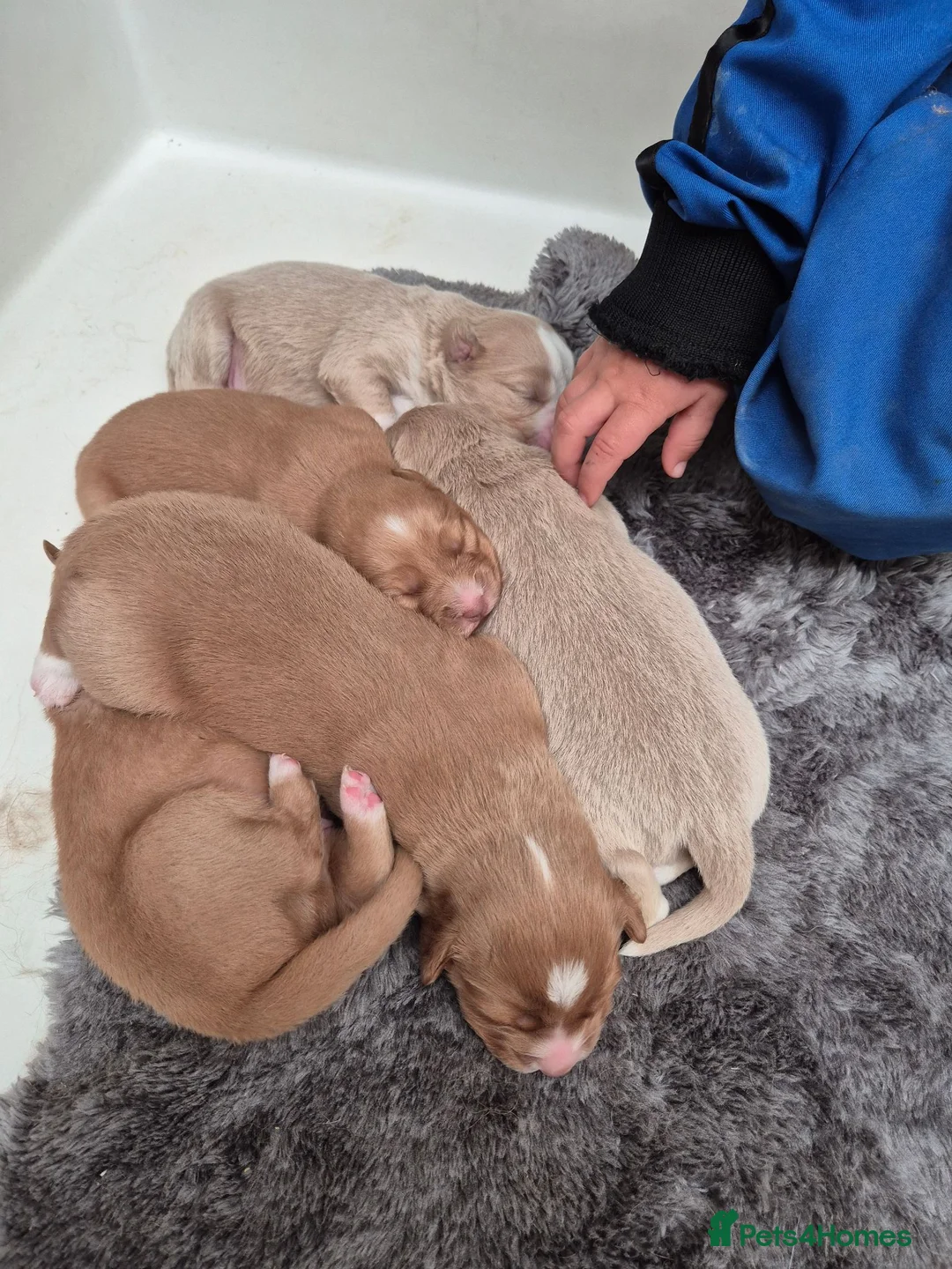 Nova Scotia Duck Tolling Retriever dogs for sale: Scalpsie Toller Puppies  - Advert 2