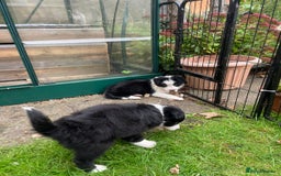 Border Collie dogs for sale: 🏡 Smart, Sweet Border Collie Pups Await You!" - Image 34