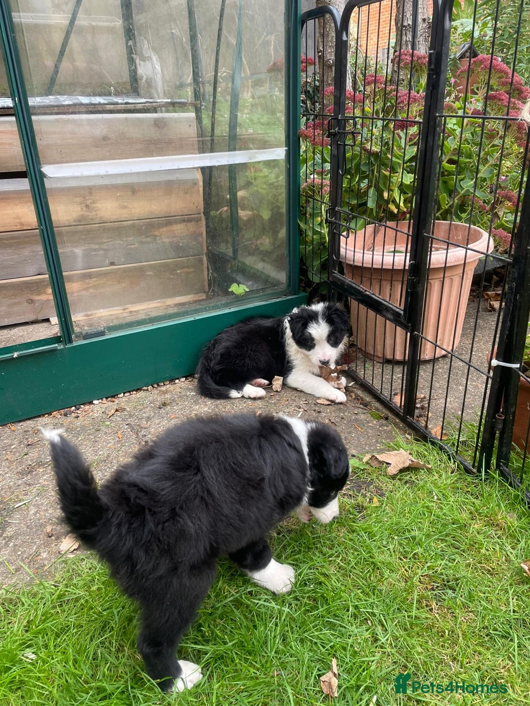 Border Collie dogs for sale: 🏡 Smart, Sweet Border Collie Pups Await You!" - Image 34