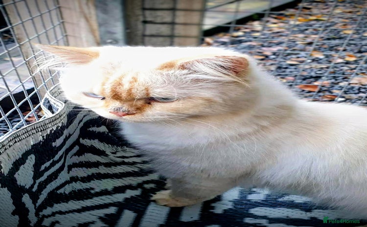 Persian cats - Advert 1