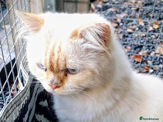 Persian cats - Advert 20