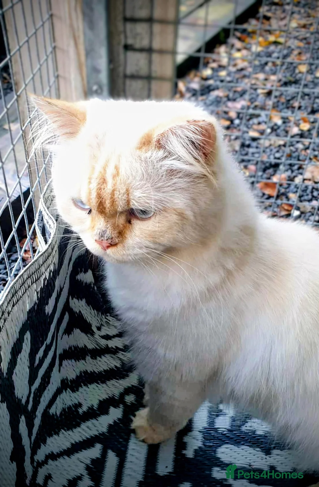 Persian cats for stud: Persian Stud - Advert 1