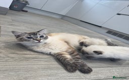 Ragdoll cats for sale: Ragdoll kittens - Image 6